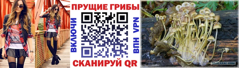 Псилоцибиновые грибы GOLDEN TEACHER  наркота  Махачкала 